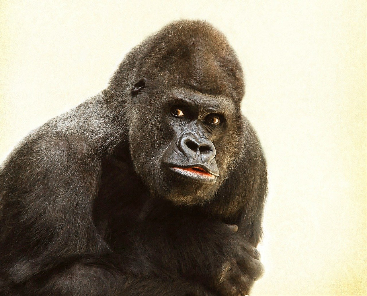 gorilla implant case sales